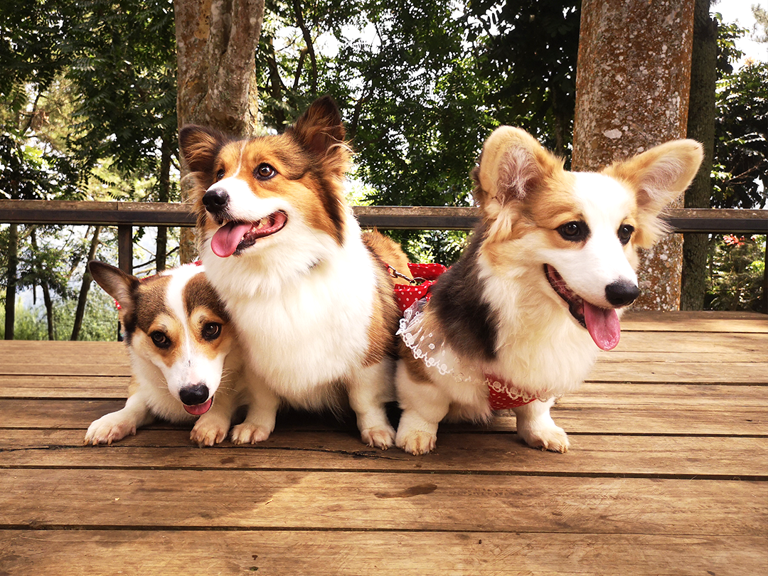 Hazelnut, Caramel, Irish and Ginger – The Story Behind Corgi Coffeelatte