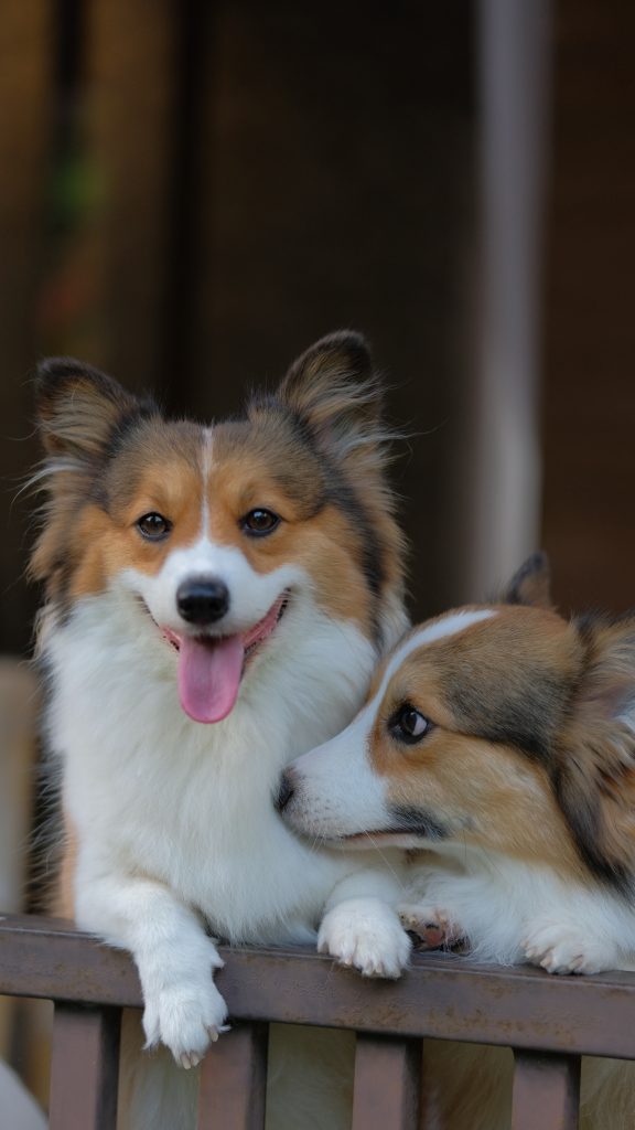 Caramel with Ginger