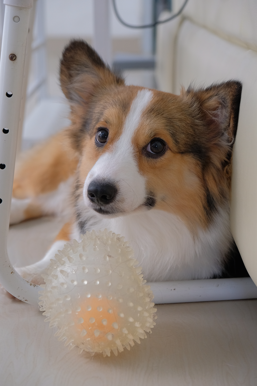 Ginger’s Ball