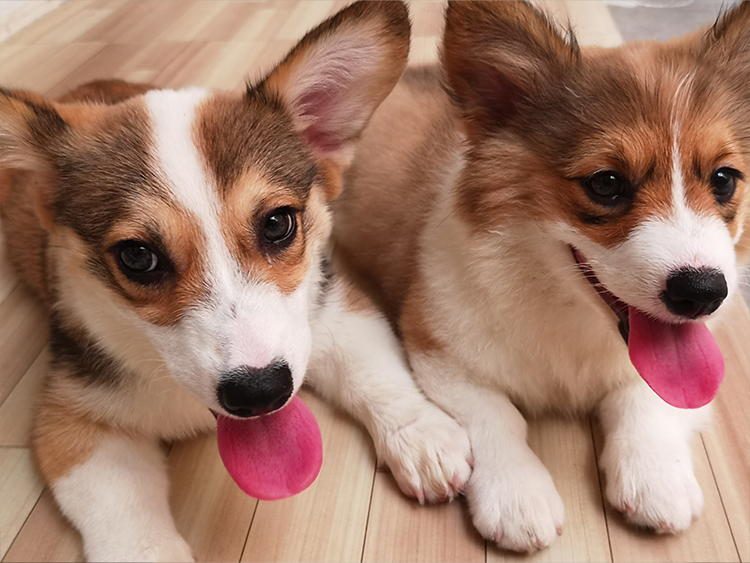 Hazelnut and Caramel on their first day with our family