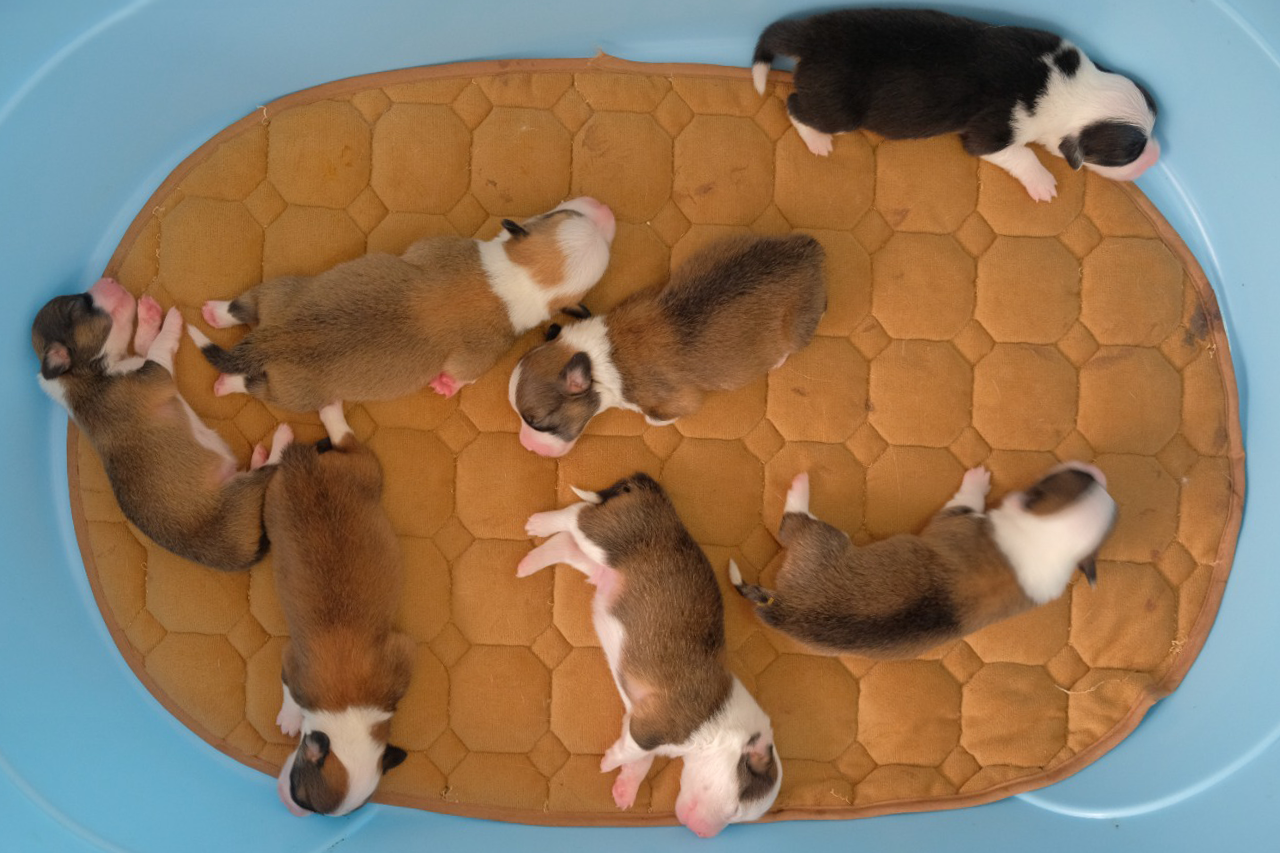 7 Puppies