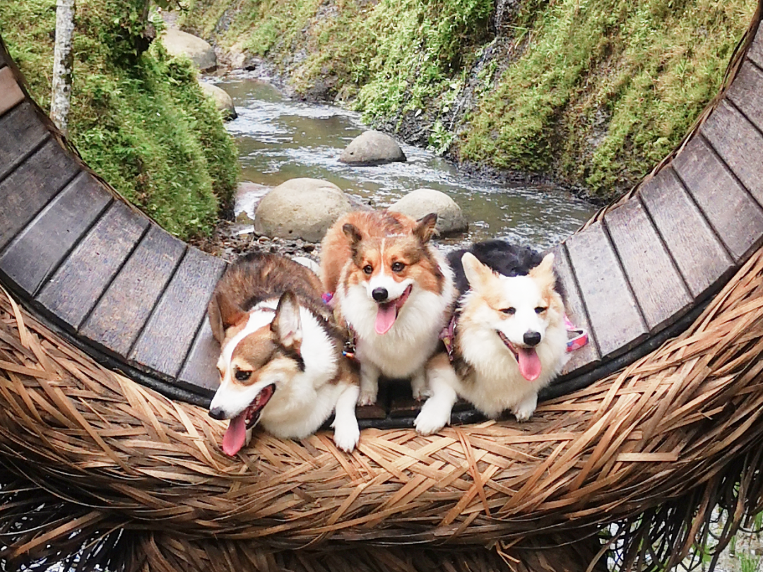 Corgi in Bali