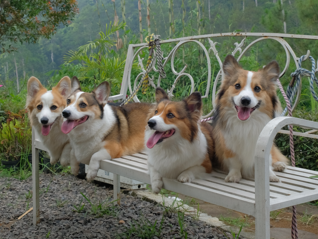 Together Corgi Coffeelatte