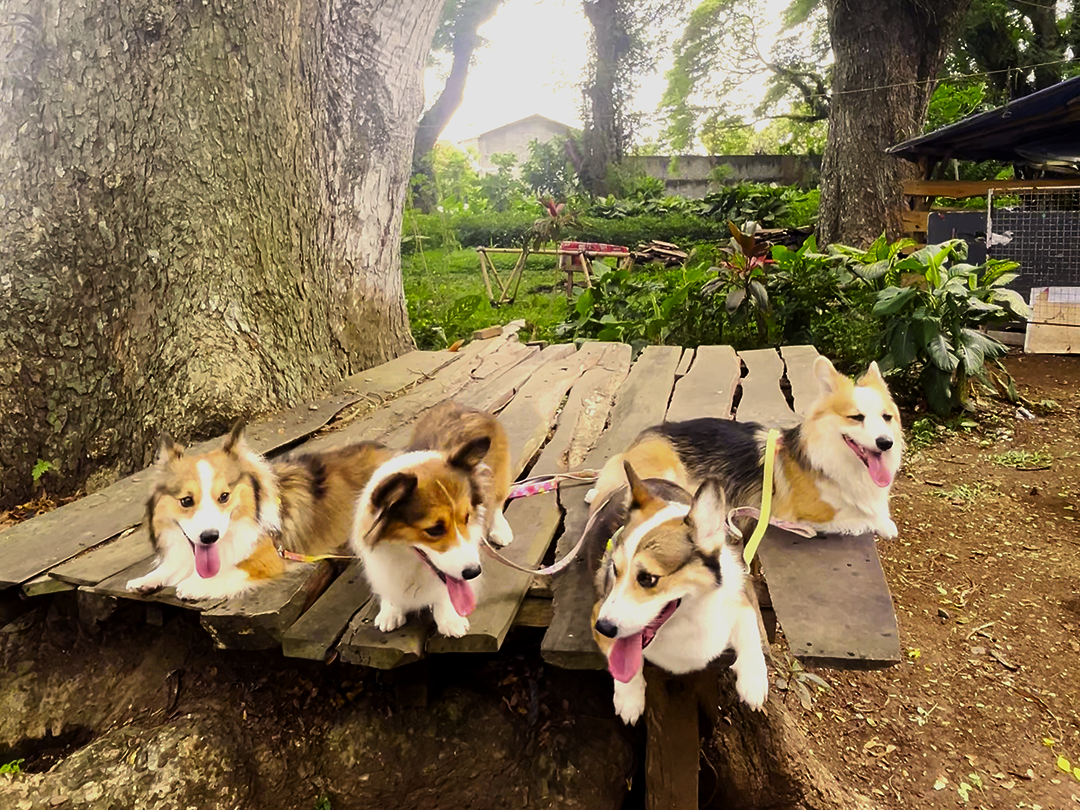 Corgi Coffeelatte at Djawatan Forest