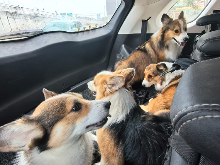 Weekend adventure with four Corgis