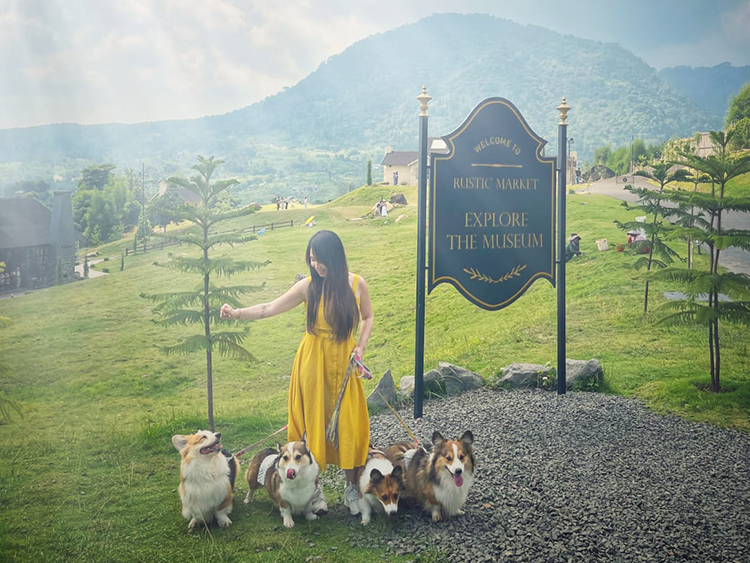 Life with four Pembroke Welsh Corgis