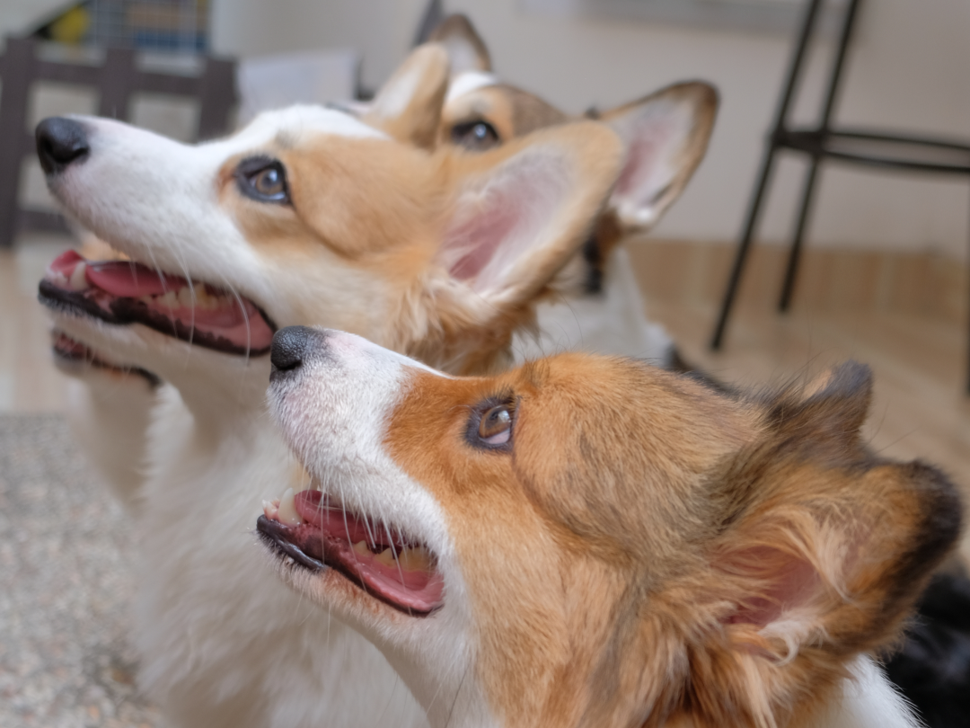 Corgi Coffeelatte wait for Snack