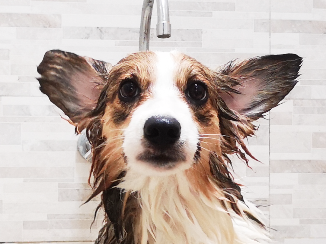 Ginger Bath Time