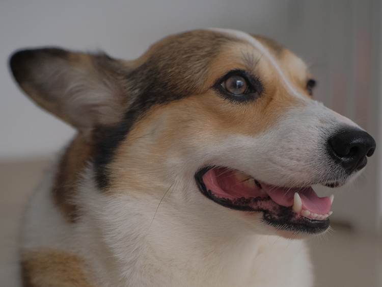 The Gentle Leader of Our Pack
