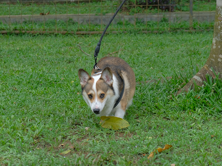 Hazelnut like to adventure