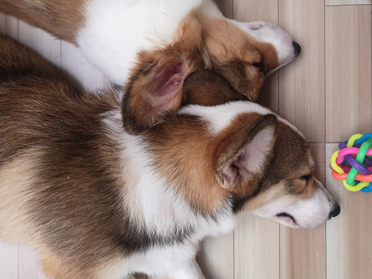 Two cutes Corgi