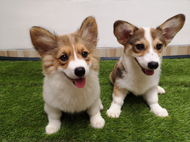 Puppy photo of Caramel and Hazelnut together.