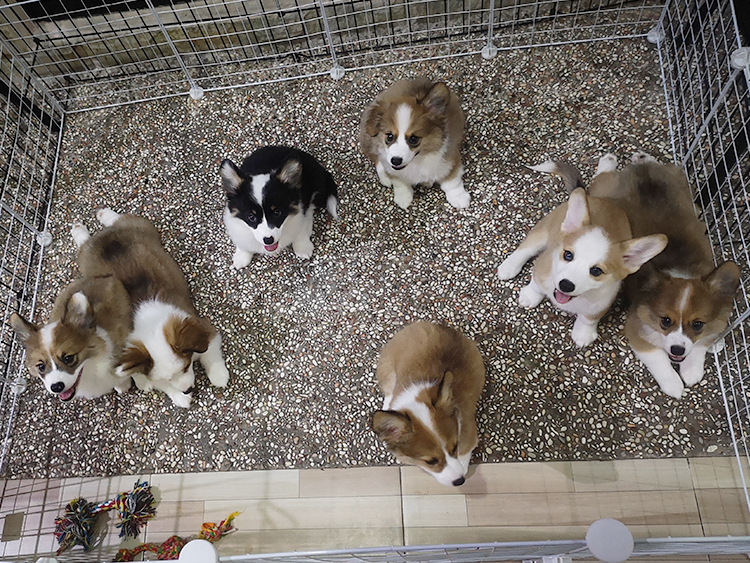 7 Caramel's Babies