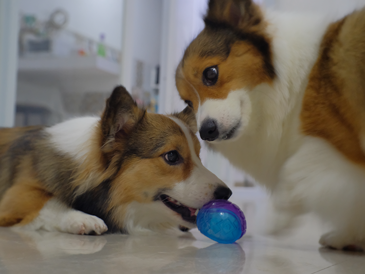 Caramel Play with Ginger