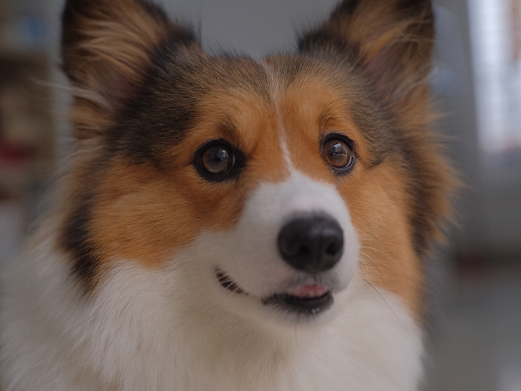 A recent beautiful portrait of Caramel.