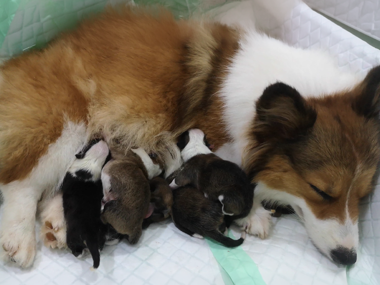 Caramel with babies