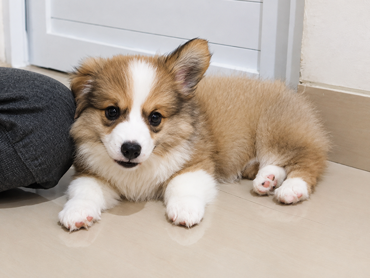 Ginger Puppy