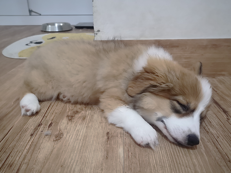 Ginger Fall asleep
