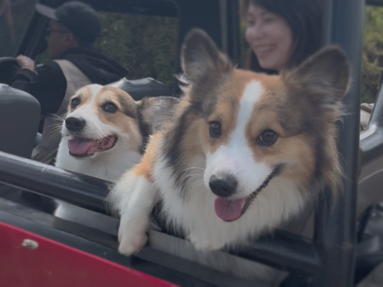 Ginger in the Car