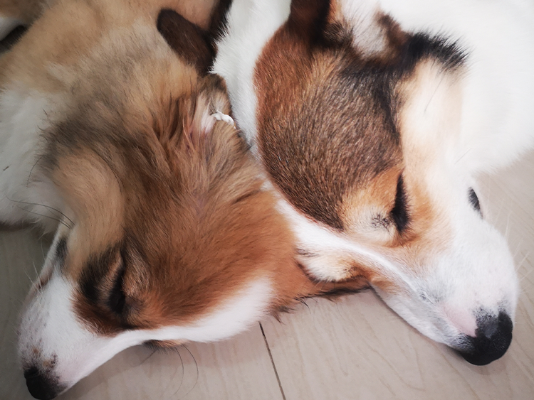 Hazelnut and Ginger