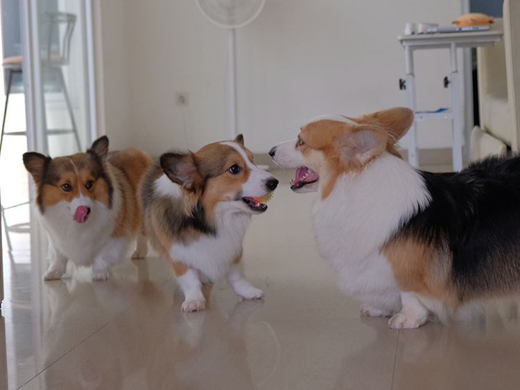 Playing Together
