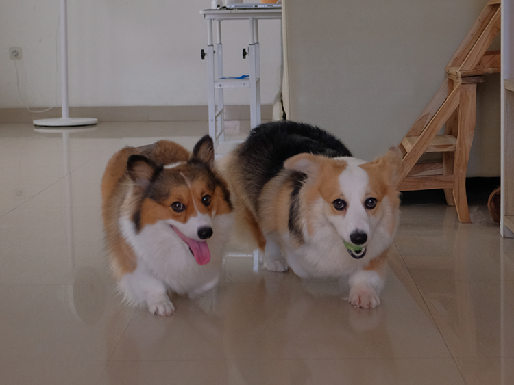 Playmate Irish and Caramel